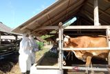 Agam mulai suntikan vaksin cegah PMK kepada 300 ternak ruminansia