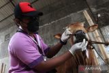 Petugas Dinas Ketahanan Pangan dan Pertanian Kota Surabaya memeriksa mulut sapi di salah satu penjual hewan kurban di Surabaya, Jawa Timur, Rabu (29/6/2022). 