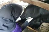 Seratusan ternak di Bandarlampung sudah dapatkan vaksinasi PMK