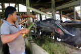 Ternak terpapar PMK jadi stok daging nasional, ini tanggapan pakar