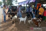Sejumlah pedagang memasarkan ternak kambing di pasar hewan tradisional, Desa Cot Irie, Kecamatan Krueng Baruna Jaya, Kabupaten Aceh Besar, Aceh, Sabtu (2/7/2022). Pasca penutupan akibat kasus penyakit mulut dan kuku (PMK) pada tenak sapi, pemerintah di daerah itu kembali membuka sejumlah pasar hewan dengan pengawasan kesehatan ternak secara ketat guna memenuhui kebutuhan hewan kurban menjelang Idul Adha 1443 Hijriah. ANTARA FOTO/Ampelsa.