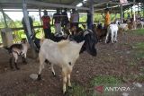 Sejumlah pedagang memasarkan ternak kambing di pasar hewan tradisional, Desa Cot Irie, Kecamatan Krueng Baruna Jaya, Kabupaten Aceh Besar, Aceh, Sabtu (2/7/2022). Pasca penutupan akibat kasus penyakit mulut dan kuku (PMK) pada tenak sapi, pemerintah di daerah itu kembali membuka sejumlah pasar hewan dengan pengawasan kesehatan ternak secara ketat guna memenuhui kebutuhan hewan kurban menjelang Idul Adha 1443 Hijriah. ANTARA FOTO/Ampelsa.