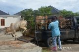 Warga menurunkan ternak sapi dari kendaraan saat tiba di pasar hewan tradisional, Desa Cot Irie, Kecamatan Krueng Baruna Jaya, Kabupaten Aceh Besar, Aceh, Sabtu (2/7/2022). Pasca penutupan akibat kasus penyakit mulut dan kuku (PMK) pada tenak sapi, pemerintah di daerah itu kembali membuka sejumlah pasar hewan dengan pengawasan kesehatan ternak secara ketat guna memenuhui kebutuhan hewan kurban menjelang Idul Adha 1443 Hijriah. ANTARA FOTO/Ampelsa.