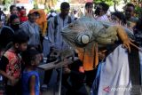 Warga mengamati Iguana (Iguanidae) yang dibawa oleh komunitas pecinta satwa saat Hari Bebas Kendaraan Bermotor atau Car Free Day di Jalan Darmo, Surabaya, Jawa Timur, Minggu (3/7/2022). 