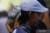 Hewan peliharaan yang diperlihatkan pada kegiatan tersebut seperti iguana dan musang. ANTARA Jatim/Didik Suhartono/zk