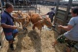 Pekerja menggiring sapi Bali ke atas truk untuk dikirim ke Rumah Potong Hewan (RPH) Kota Denpasar di Pasar Hewan Beringkit, Badung, Bali, Minggu (3/7/2022). Dinas Pertanian dan Ketahanan Pangan Provinsi Bali menghentikan sementara pengiriman sapi Bali ke luar pulau sejak Sabtu (2/7) menyusul adanya 63 kasus sapi terjangkit penyakit mulut dan kuku (PMK) di tiga kabupaten di Bali sehingga 55 ekor sapi terjangkit telah dimusnahkan. ANTARA FOTO/Nyoman Hendra Wibowo/nym.