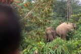 Warga melihat gajah liar yang memasuki perkebunan kopi warga KM 37 Jabal Antara, Kecamatan Nisam Antara, Aceh Utara, Aceh, Minggu (3/7/2022). Menurut keterangan warga setempat sebanyak 30 ekor gajah liar memasuki kawasan wisata gunung salak dan permukiman warga serta merusak tanaman kopi dan rumah kebun. ANTARA FOTO/Rahmad/foc.