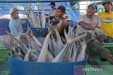 Pekerja membongkar ikan untuk dijual di pelabuhan ikan Karangsong, Indramayu, Jawa Barat, Selasa (5/7/2022). Kementerian Kelautan dan Perikanan (KKP) menargetkan angka konsumsi ikan sebesar 62,05 kilogram per kapita per tahun pada tahun 2024 melalui diversifikasi olahan perikanan. ANTARA FOTO/Dedhez Anggara/agr