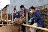 Dinas Pertanian Makassar kerahkan 150 orang pemeriksa hewan kurban