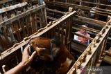 Calon pembeli memilih kambing untuk hewan kurban di tempat usaha peternakan dan penjualan kambing kurban di Kabupaten Madiun, Jawa Timur, Senin (4/7/2022). Di tempat usaha peternakan tersebut saat ini telah terjual 140 ekor kambing dengan harga Rp2,5 juta hingga Rp4 juta dan 180 ekor domba dengan harga Rp2 juta hingga Rp3 juta per ekor untuk keperluan kurban pada Hari Raya Idul Adha 1443 H mendatang. ANTARA Jatim/Siswowidodo/zk