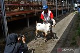  Pekerja memotret kambing untuk ditawarkan secara daring di tempat usaha peternakan dan penjualan kambing kurban di Kabupaten Madiun, Jawa Timur, Senin (4/7/2022). Di tempat usaha peternakan tersebut saat ini telah terjual 140 ekor kambing dengan harga Rp2,5 juta hingga Rp4 juta dan 180 ekor domba dengan harga Rp2 juta hingga Rp3 juta per ekor untuk keperluan kurban pada Hari Raya Idul Adha 1443 H mendatang. ANTARA Jatim/Siswowidodo/zk