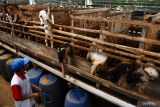 Pekerja memantau kondisi kambing yang ditawarkan untuk hewan kurban di tempat usaha peternakan dan penjualan kambing kurban di Kabupaten Madiun, Jawa Timur, Senin (4/7/2022). Di tempat usaha peternakan tersebut saat ini telah terjual 140 ekor kambing dengan harga Rp2,5 juta hingga Rp4 juta dan 180 ekor domba dengan harga Rp2 juta hingga Rp3 juta per ekor untuk keperluan kurban pada Hari Raya Idul Adha 1443 H mendatang. ANTARA Jatim/Siswowidodo/zk