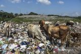 Sapi ternak memakan sampah di Tempat Pembuangan Akhir Sampah (TPAS) Kampung Ciangir, Kota Tasikmalaya, Jawa Barat, Selasa (5/7/2022). ANTARA FOTO/Adeng Bustomi/agr