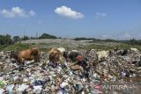 Sapi ternak memakan sampah di Tempat Pembuangan Akhir Sampah (TPAS) Kampung Ciangir, Kota Tasikmalaya, Jawa Barat, Selasa (5/7/2022). ANTARA FOTO/Adeng Bustomi/agr