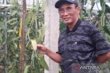 Di Temanggung, pengusaha hutan belajar budi daya vanili