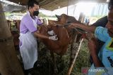 Dokter hewan Dinas Peternakan Provinsi Jawa Timur menyuntikkan vitamin seekor sapi yang dijual di kawasan Pondok Candra, Sidoarjo, Jawa Timur, Rabu (6/7/2022). Pemberian vitamin tersebut sebagai upaya mempertahankan dan meningkatkan kekuatan tubuh dan mengantisipasi penyebaran Penyakit Mulut dan Kuku (PMK) pada hewan ternak. ANTARA Jatim/Umarul Faruq/zk