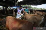 Dokter hewan Dinas Peternakan Provinsi Jawa Timur menyuntikkan vitamin seekor sapi yang dijual di kawasan Pondok Candra, Sidoarjo, Jawa Timur, Rabu (6/7/2022). Pemberian vitamin tersebut sebagai upaya mempertahankan dan meningkatkan kekuatan tubuh dan mengantisipasi penyebaran Penyakit Mulut dan Kuku (PMK) pada hewan ternak. ANTARA Jatim/Umarul Faruq/zk