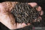  Warga menunjukkan maggot (larva dari lalat jenis Black Soldier Fly) yang dibudidayakan di Rumah Padat Karya Krembangan, Surabaya, Jawa Timur, Rabu (6/7/2022). Di Rumah Padat Karya Krembangan itu selain membudidayakan sayuran organik, ayam dan ikan warga setempat juga membudidayakan maggot dengan hasil produksi 100 kilogram maggot per hari. ANTARA Jatim/Didik Suhartono/zk