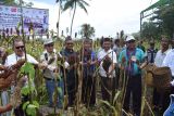 Pemkab Manggarai Timur dorong pengembangan sorgum untuk mandiri pangan