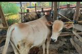 Ribuan sapi kurban di Palembang diberikan  surat keterangan sehat