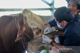Dokter hewan dari Dinas Ketahanan Pangan dan Pertanian (DKPP) memeriksa kondisi hewan kurban yang dijual di Indramayu, Jawa Barat, Kamis (7/7/2022). Pemeriksaan tersebut dilakukan untuk menjamin kelayakan dan kesehatan medis hewan kurban untuk dikonsumsi serta mengetahui usia hewan yang layak untuk kurban. ANTARA FOTO/Dedhez Anggara/agr