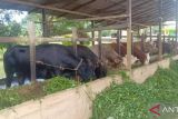 Satgas PMK Makassar: Ratusan ekor sapi dan kambing tidak layak kurban