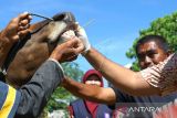 Dokter hewan sedang memeriksa kondisi kesehatan mulut sapi di Kota Gorontalo. Pemeriksaan kesehatan sapi oleh Unit Pelaksana Teknis Daerah Pusat Kesehatan Hewan dan RPH Kota Gorontalo itu untuk memastikan kelayakan hewan yang akan dikurbankan pada Idul Adha nanti. (ANTARA FOTO/Adiwinata Solihin)