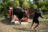 Warga membawa sapi yang dibeli Presiden Joko Widodo untuk kurban Idul Adha di Cangkringan, Sleman, DI Yogyakarta, Jumat (8/7/2022). Sapi kurban seberat 1,07 ton dari Presiden tersebut disalurkan oleh Kantor Kepatihan untuk disembelih pada Hari Raya Idul Adha 1443 H mendatang di Masjid Al-Fatah, Cangkringan, Sleman. ANTARA FOTO/Hendra Nurdiyansyah/foc. 