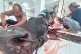 800 Sapi dikurbankan di seluruh Masjid dan Mushala di Bukittinggi