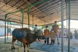 DKM Al-Azhar salurkan hewan kurban hingga desa-desa  di NTT