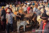 Ditipu penjual ternak, mushala di Bukittinggi gagal selenggarakan kurban