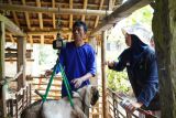 Program tebar hewan kurban Dompet Dhuafa disambut gembira peternak kecil