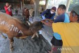 Dokter hewan dari Dinas Ketahanan Pangan dan Pertanian (DKPP) memeriksa kondisi hewan kurban sebelum disembelih di Rumah Pemotongan Hewan Singaraja, Indramayu, Jawa Barat, Minggu (10/7/2022). Pemeriksaan tersebut untuk memastikan kelayakan dan kesehatan daging hewan kurban sebelum dibagikan kepada masyarakat. ANTARA FOTO/Dedhez Anggara/agr