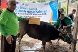 Wakaf Salman ITB salurkan hewan kurban ke pelosok NTT