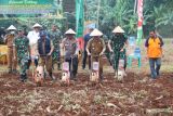 Kodim 0429/Lampung Timur tanam jagung di lahan tidur untuk ketahanan pangan