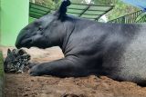 Kebun Binatang Jambi tambah koleksi anak tapir, diberi nama Erli Adha