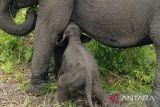 Seekor gajah betina melahirkan di pusat pelatihan SM Padang Sugihan