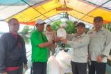 Pemprov Sulsel salurkan 250.000 benih udang windu di Pulau Lakkang Makassar