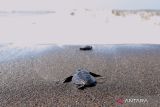 Tukik merayap menuju pantai saat dilepasliarkan di Pantai Cemara, Banyuwangi, Jawa Timur, Kamis (14/7/2022). Pengelola pantai mengatakan saat ini merupakan musim penyu mendarat untuk bertelur dan sudah terkumpul sebanyak 38 sarang telur penyu yang ditetaskan secara semi alamiah di lokasi tersebut. ANTARA Jatim/Budi Candra Setya/zk