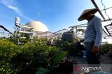 Hijaukan atap masjid Sunter dengan 