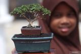 Pengunjung mengamati bonsai saat kontes bonsai bertajuk Gebyar Bonsai Kediri di Kediri, Jawa Timur, Sabtu (16/7/2022). Kontes yang bertujuan menaikkan nilai jual bonsai sekaligus mendorong kreativitas petani bonsai tersebut diikuti sebanyak 200 peserta dari sejumlah daerah. Antara Jatim/Prasetia Fauzani/Ds