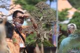 Peserta memantau bonsai miliknya saat kontes bonsai  bertajuk Gebyar Bonsai Kediri di Kediri, Jawa Timur, Sabtu (16/7/2022). Kontes yang bertujuan menaikkan nilai jual bonsai sekaligus mendorong kreativitas petani bonsai tersebut diikuti sebanyak 200 peserta dari sejumlah daerah. Antara Jatim/Prasetia Fauzani/Ds
