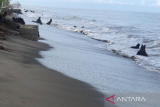 Pantai Masang Agam abrasi sepanjang satu kilometer