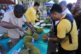 Petugas membuka buah durian saat festival dan lomba durian di Desa Dayah Baro, Krueng Sabee, Aceh Jaya, Aceh, Senin (18/7/2022). Festival dan lomba durian yang diselenggarakan Pemerintah Kabupaten Aceh Jaya bekerjasama dengan Durian Traveler Indonesia tersebut diikuti 60 peserta dengan 60 varian durian dengan tujuan untuk mempromosikan wisata kabupaten setempat. ANTARA FOTO/Syifa Yulinnas/hp.