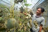 Budi daya melon madu hidroponik di Bukittinggi