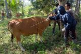 Petugas Kesehatan Hewan dan Kesehatan Masyarakat Veteriner (Keswan Kesmavet) Dinas Pertanian dan Pangan Kabupaten Jembrana menyuntikkan vaksin penyakit mulut dan kuku (PMK) pada sapi milik warga di Desa Manistutu, Jembrana, Bali, Rabu (20/7/2022). Satuan Tugas (Satgas) Penanganan Penyakit Mulut dan Kuku (PMK) Provinsi Bali menyebut capaian vaksinasi PMK di Bali kisaran 4.000 - 4.500 ekor sapi per hari. ANTARA FOTO/Nyoman Hendra Wibowo/nym.