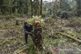 Anggota tim Eiger Adventure Service (EAS) mengukur pohon yang sudah ditebang akibat pembalakan liar di kawasan Hutan Alam Sekunder, Blok Legok Eceng, Gunung Cakrabuana, Kabupaten Garut, Jawa Barat, Kamis (21/7/2022). Berdasarkan hasil patroli dan peninjauan yang dilakukan Kesatuan Pemangkuan Hutan (KPH) Garut ditemukan adanya lahan hutan lindung seluas satu hektare telah dirusak dan dirambah oleh oknum Kelompok Tani Hutan (KTH) Tasikmalaya yang nantinya diduga akan ditanami kopi. ANTARA FOTO/Adeng Bustomi/agr
