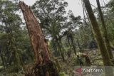 Anggota tim Eiger Adventure Service (EAS) meninjau lahan yang telah rusak akibat pembalakan liar di kawasan Hutan Alam Sekunder, Blok Legok Eceng, Gunung Cakrabuana, Kabupaten Garut, Jawa Barat, Kamis (21/7/2022). Berdasarkan hasil patroli dan peninjauan yang dilakukan Kesatuan Pemangkuan Hutan (KPH) Garut ditemukan adanya lahan hutan lindung seluas satu hektare telah dirusak dan dirambah oleh oknum Kelompok Tani Hutan (KTH) Tasikmalaya yang nantinya diduga akan ditanami kopi. ANTARA FOTO/Adeng Bustomi/agr
