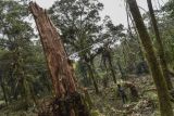 Anggota tim Eiger Adventure Service (EAS) mengukur pohon yang sudah ditebang akibat pembalakan liar di Kawasan Hutan Alam Sekunder, Blok Legok Eceng, Gunung Cakrabuana, Kabupaten Garut, Jawa Barat, Kamis (21/7/2022). Berdasarkan hasil patroli dan peninjauan yang dilakukan Kesatuan Pemangkuan Hutan (KPH) Garut ditemukan adanya lahan hutan lindung seluas satu hektare telah dirusak dan dirambah oleh oknum Kelompok Tani Hutan (KTH) Tasikmalaya yang nantinya diduga akan ditanami kopi. ANTARA FOTO/Adeng Bustomi/tom.