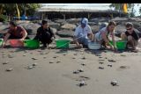 Wisatawan melepasliarkan tukik penyu lekang (Lepidochelys olivacea) saat musim penetasan telur di Pantai Perancak, Jembrana, Bali, Senin (25/7/2022). Kurma Asih Sea Turtle Conservation and Education Center melepasliarkan 400 ekor tukik penyu lekang (Lepidochelys olivacea) hasil penetasan untuk pelestarian populasi satwa penyu di habitatnya dan sebagai daya tarik pariwisata. ANTARA FOTO/Nyoman Hendra Wibowo/nym.